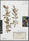 Foto von Salix alba L.